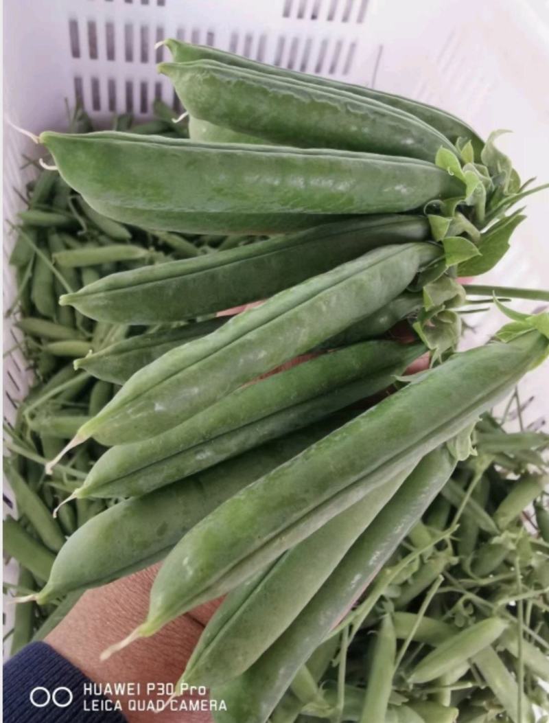 长寿仁豌豆中豌豆荚豆，一手货源产地直发，欢迎合作