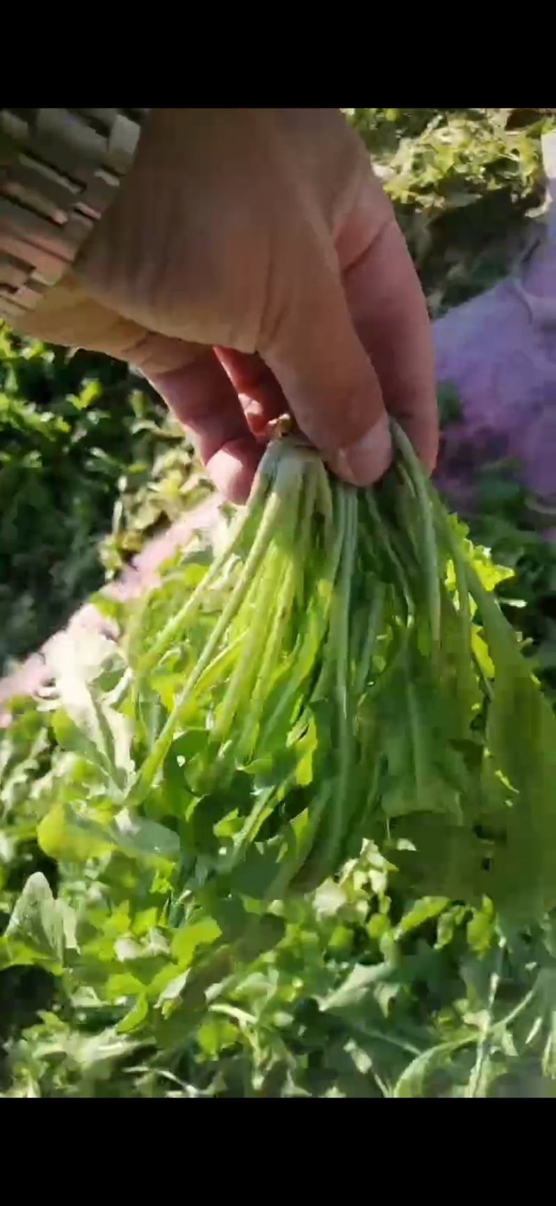 河南商丘荠菜基地直供蔬菜，原产地直发，质量保证，量大从优