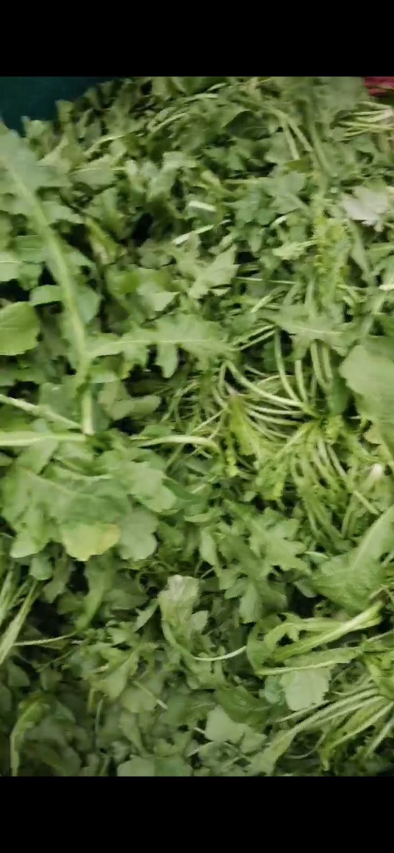 河南商丘荠菜基地直供蔬菜，原产地直发，质量保证，量大从优
