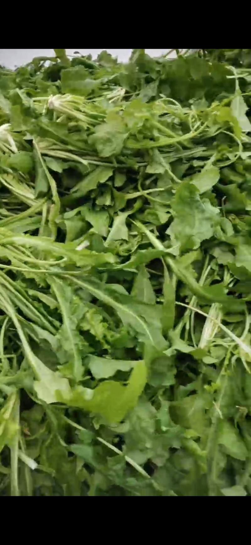 河南商丘荠菜基地直供蔬菜，原产地直发，质量保证，量大从优
