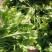 河南商丘荠菜基地直供蔬菜，原产地直发，质量保证，量大从优