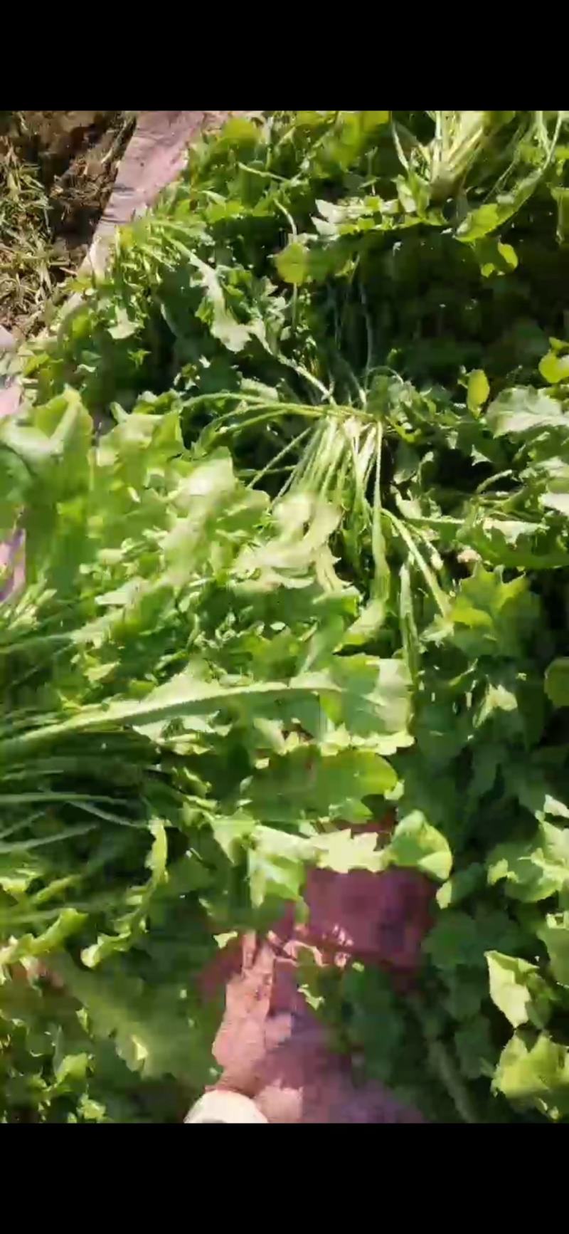 河南商丘荠菜基地直供蔬菜，原产地直发，质量保证，量大从优