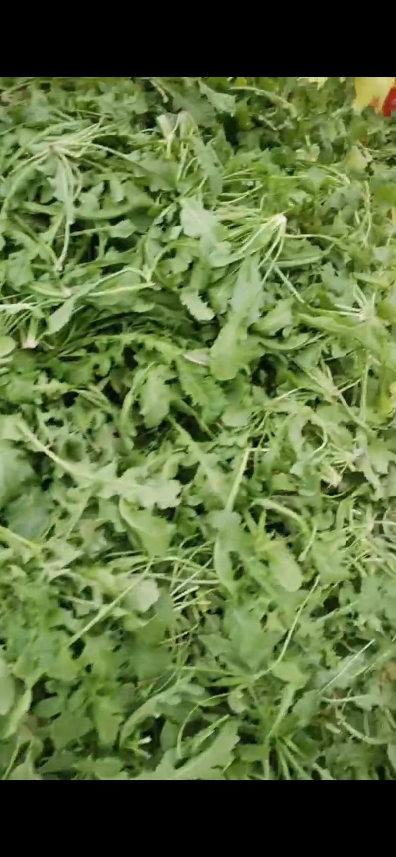 河南商丘荠菜基地直供蔬菜，原产地直发，质量保证，量大从优