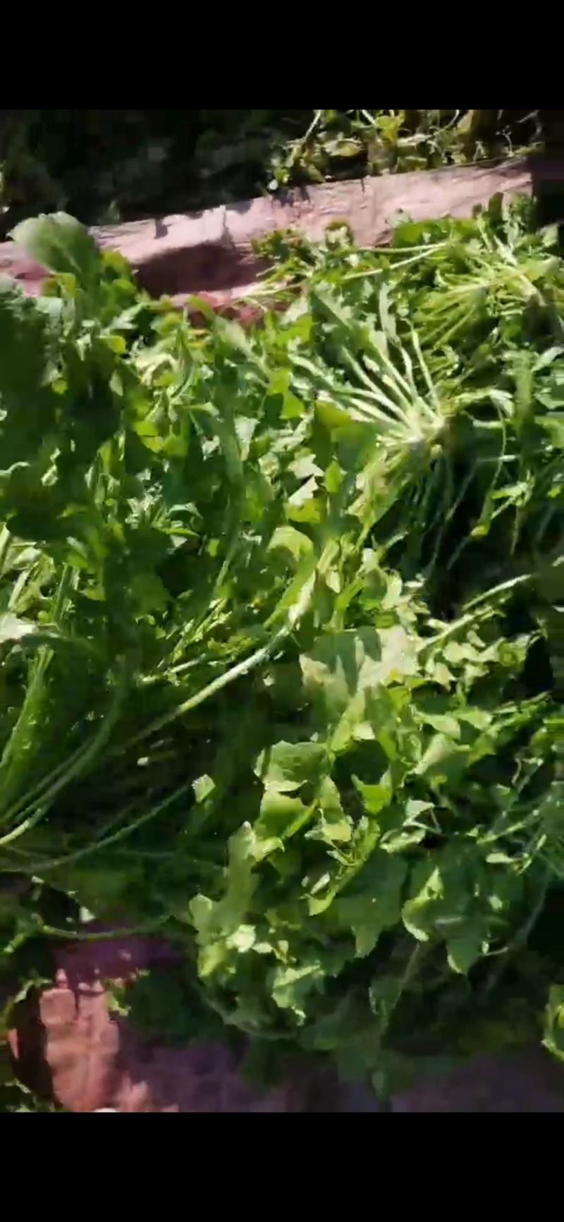 河南商丘荠菜基地直供蔬菜，原产地直发，质量保证，量大从优
