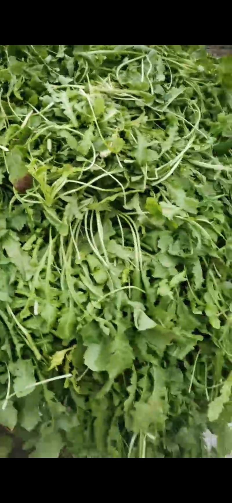 河南商丘荠菜基地直供蔬菜，原产地直发，质量保证，量大从优