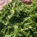 河南商丘荠菜基地直供蔬菜，原产地直发，质量保证，量大从优