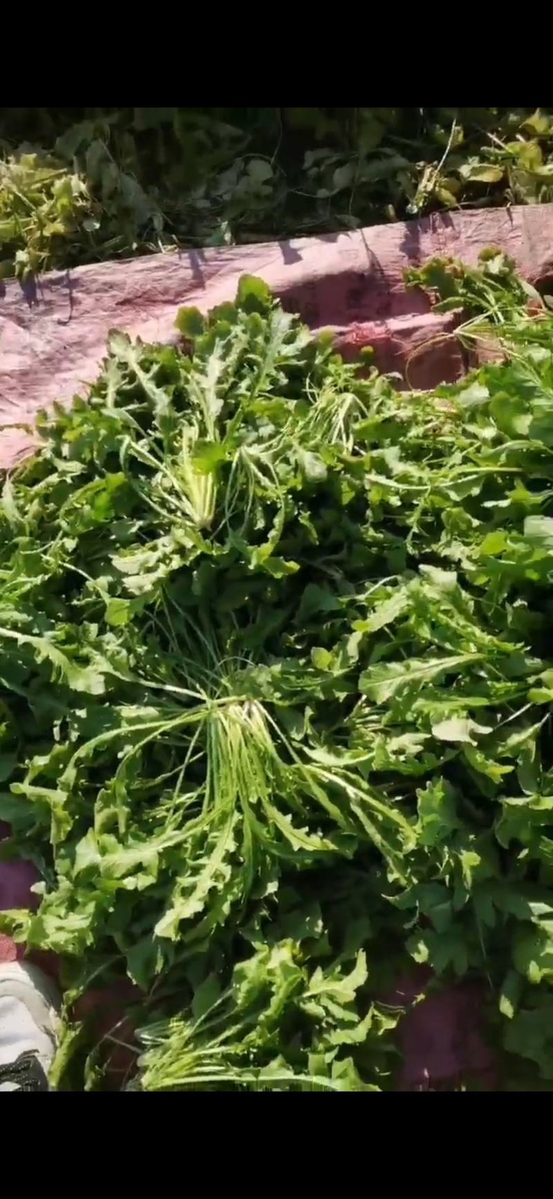 河南商丘荠菜基地直供蔬菜，原产地直发，质量保证，量大从优