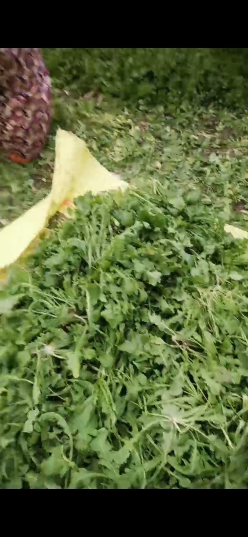 河南商丘荠菜基地直供蔬菜，原产地直发，质量保证，量大从优
