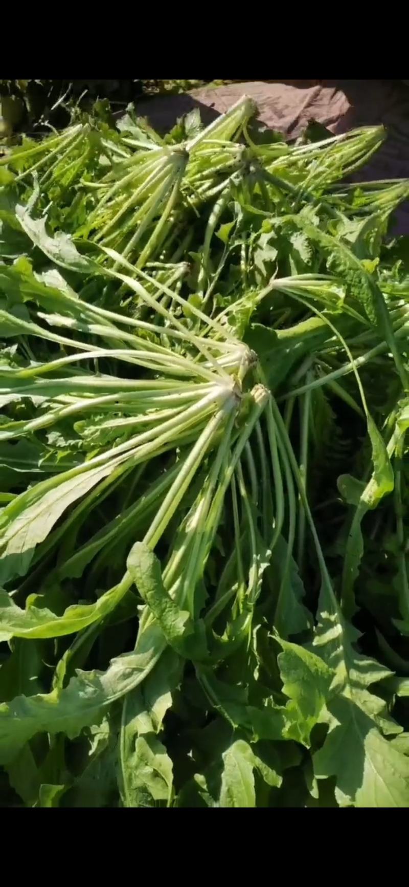 河南商丘荠菜基地直供蔬菜，原产地直发，质量保证，量大从优