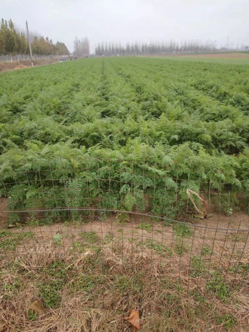 【推荐】河南开封沙地红薯，西瓜红红薯，产地货源，欢迎来电