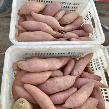 龙九小薯