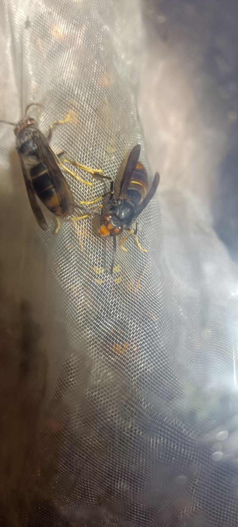 黄脚胡蜂