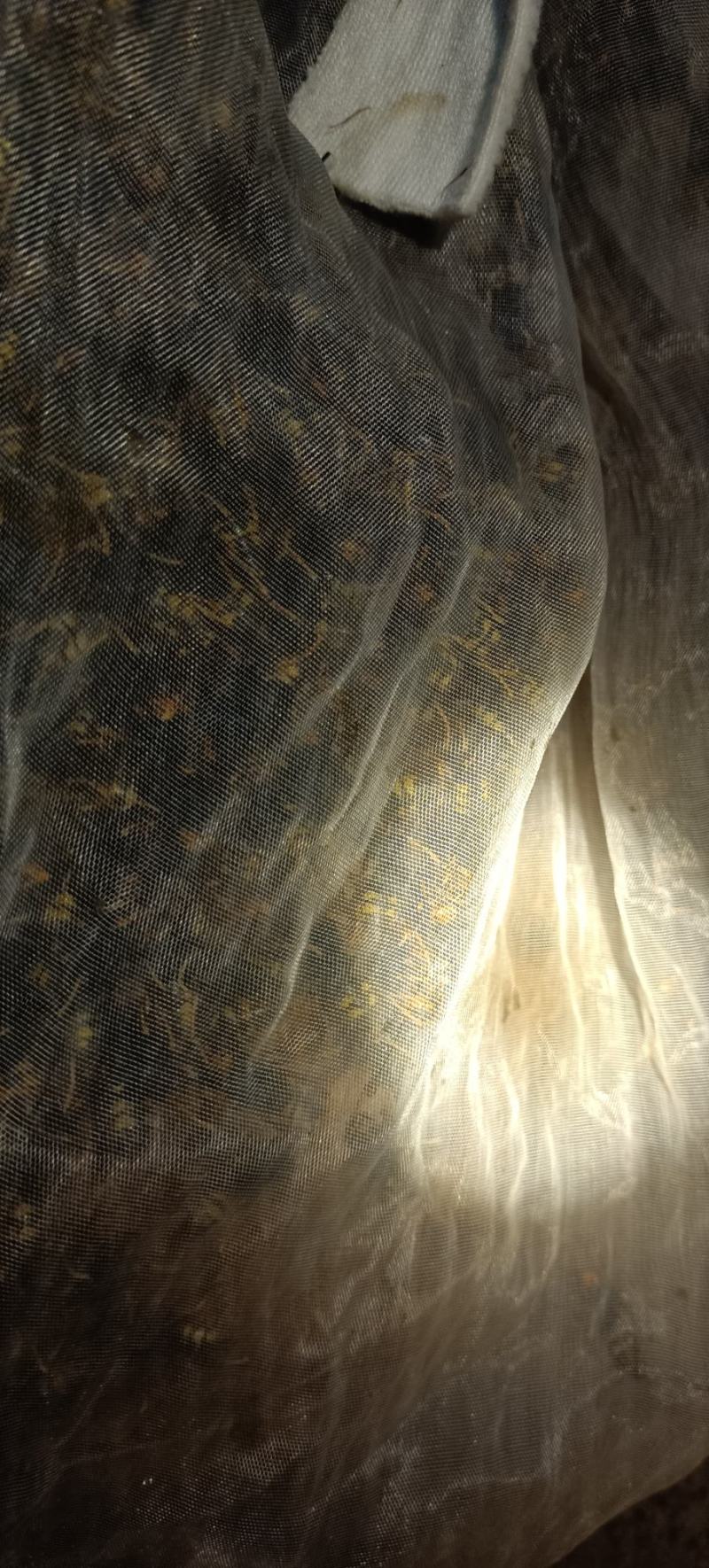 黄脚胡蜂