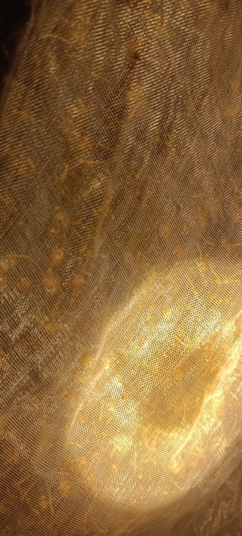 黄脚胡蜂