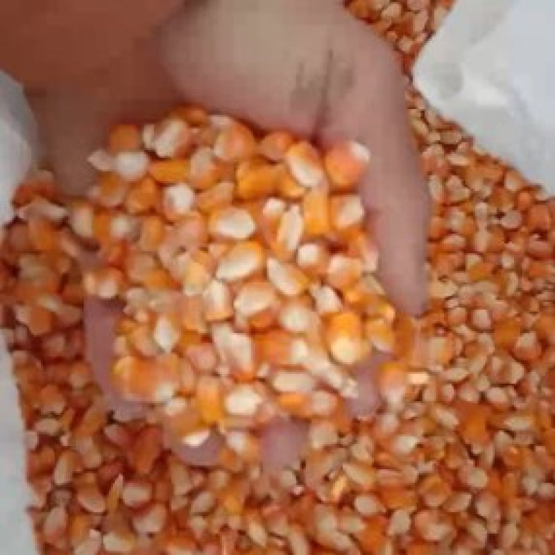 玉米