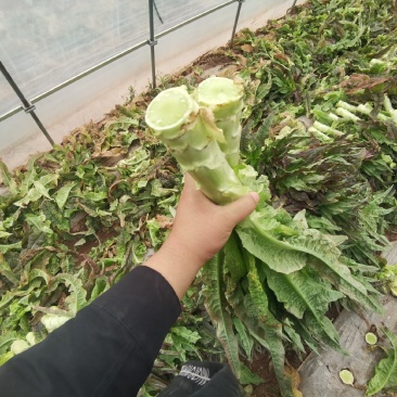 产地直销精品莴苣大量有货新鲜采摘欢迎咨询