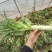 产地直销精品莴苣大量有货新鲜采摘欢迎咨询
