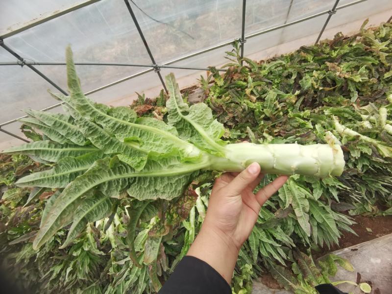 产地直销精品莴苣大量有货新鲜采摘欢迎咨询