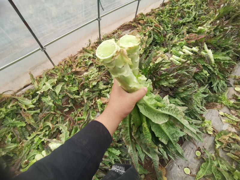 产地直销精品莴苣大量有货新鲜采摘欢迎咨询