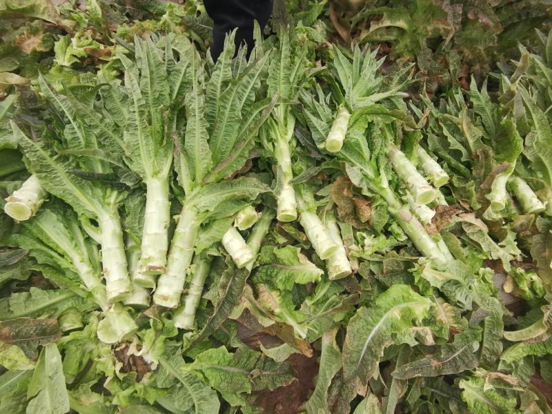 产地直销精品莴苣大量有货新鲜采摘欢迎咨询