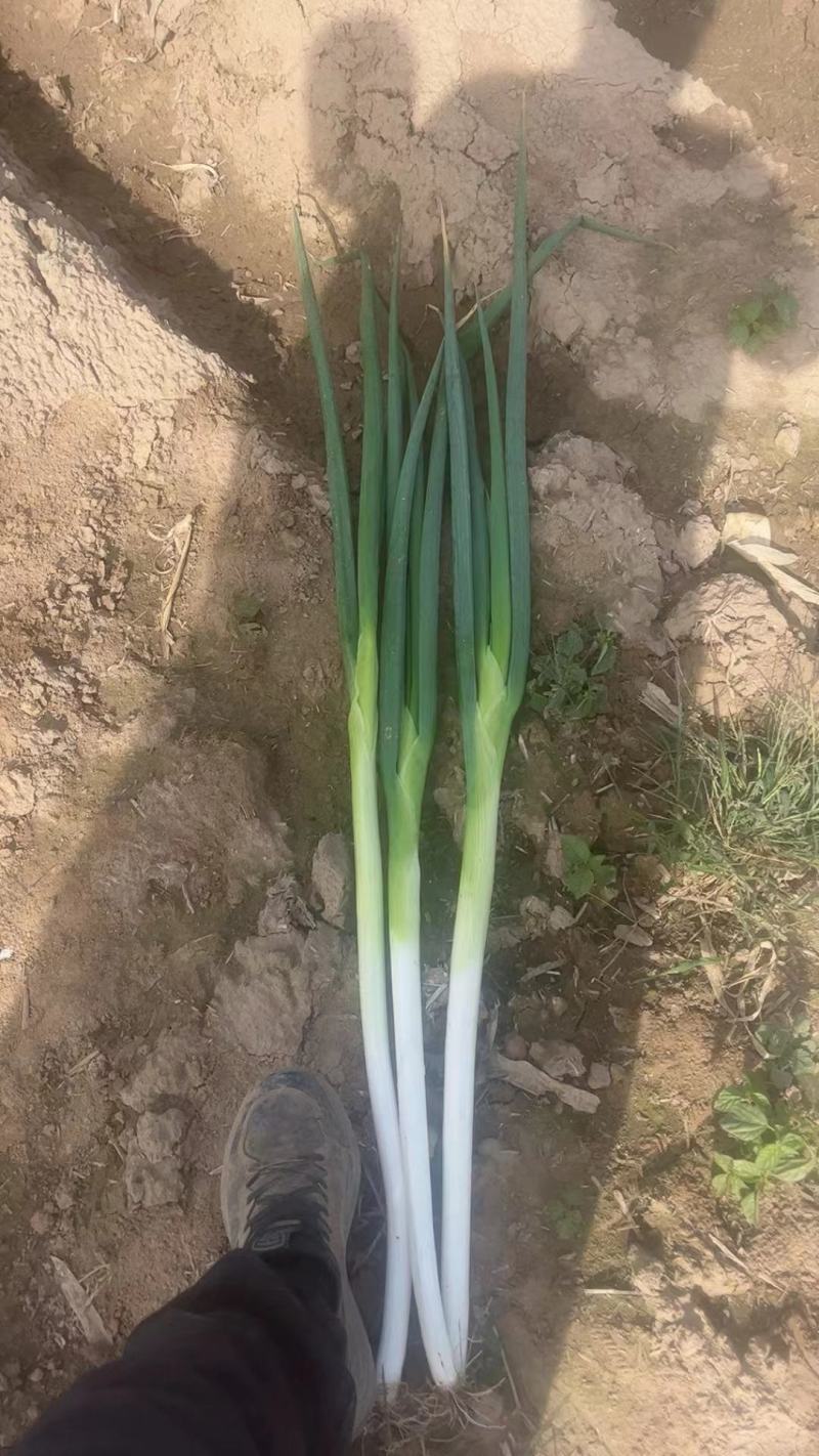 (诚信经营）硕鑫精品长白大葱大量上市产地发货
