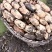 湖北襄莲藕鄂莲6号量大从优基地直供对接全国欢迎电联