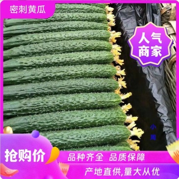 【优选】湛江徐闻县密刺黄瓜黄瓜青瓜量大从优一手货