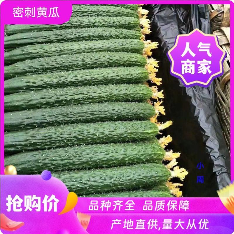 【优选】湛江徐闻县密刺黄瓜黄瓜青瓜量大从优一手货