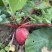 心里美萝卜电商货市场货