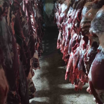 牛肉西门塔尔品种牛