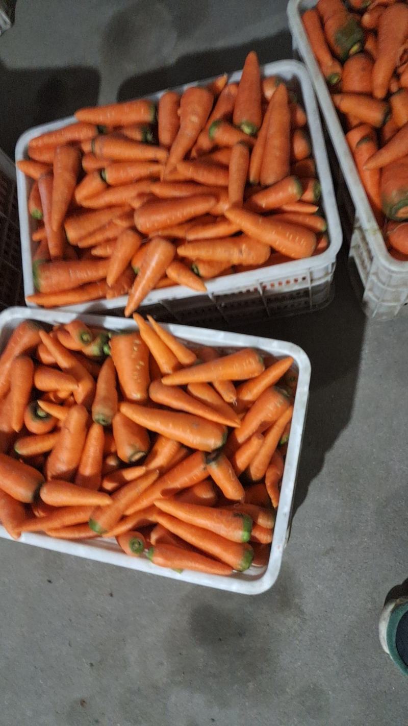东台胡萝卜大量上市