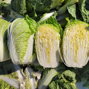 精品矮颗黄心菜