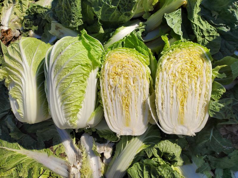 精品矮颗黄心菜