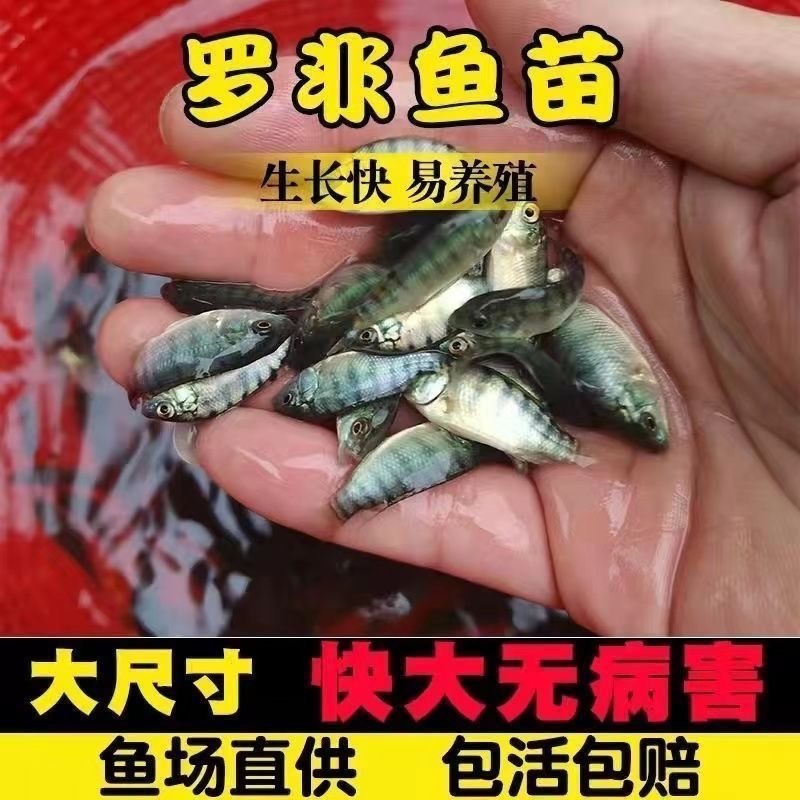 罗非鱼苗海南一号苗快大系列脆肉罗非鱼苗技术指导