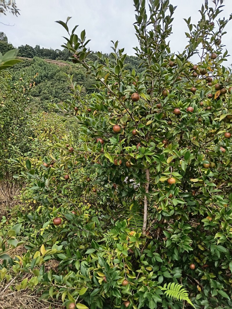 山茶油