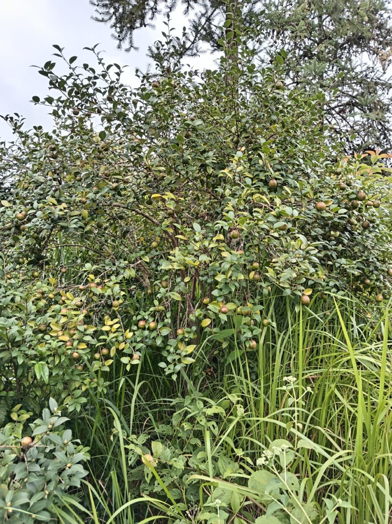 山茶油