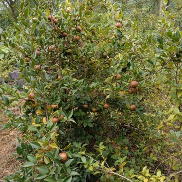山茶油