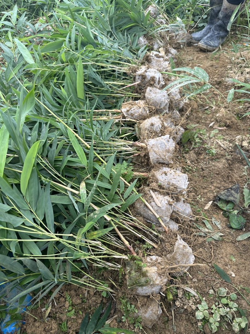 方竹苗