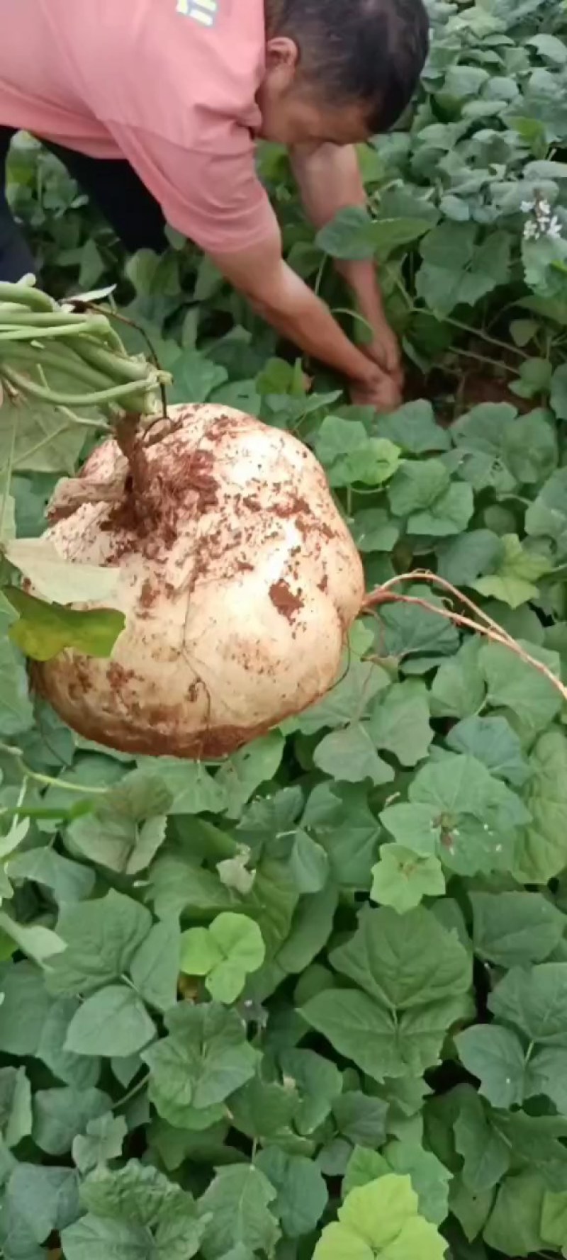 广东凉薯豆署净菜毛菜都可以提供网袋打捆装框