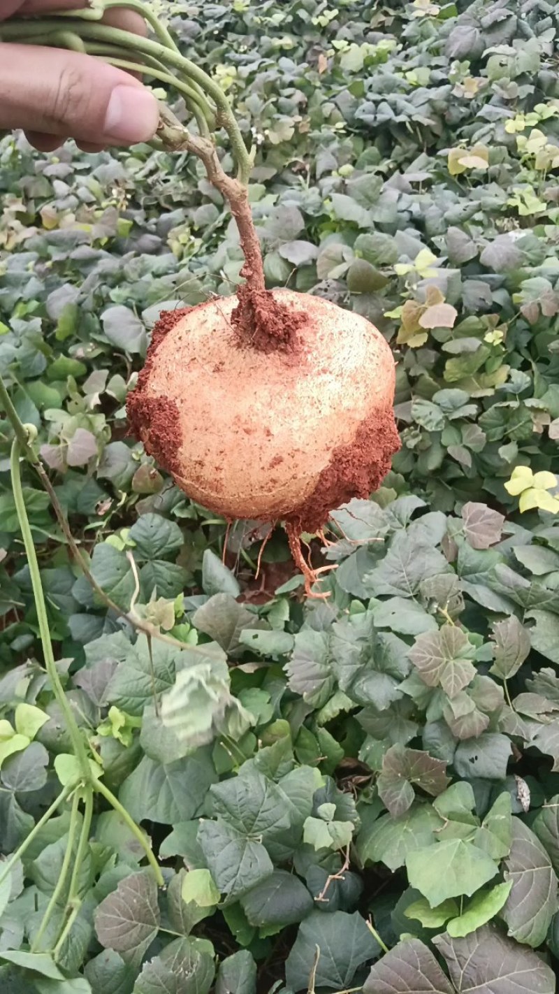 广东凉薯豆署净菜毛菜都可以提供网袋打捆装框