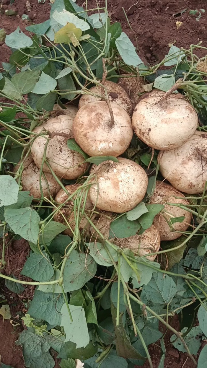 广东凉薯豆署净菜毛菜都可以提供网袋打捆装框