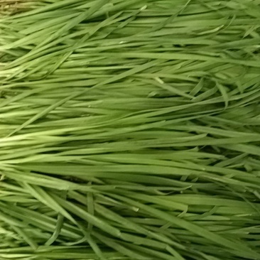 广东精品箱装韭菜，电商，商超，