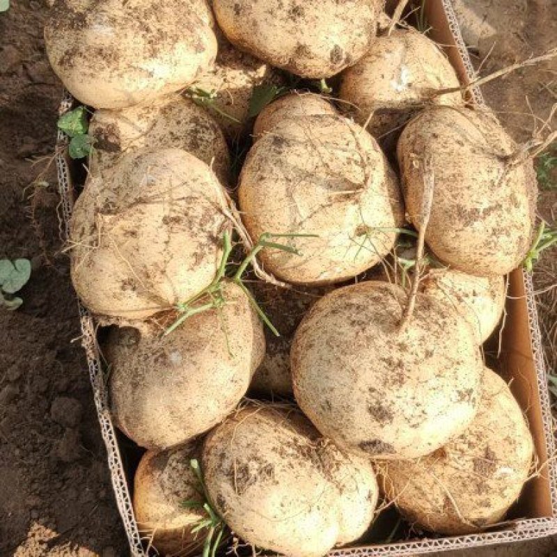 广东凉薯豆署净菜毛菜都可以提供网袋打捆装框