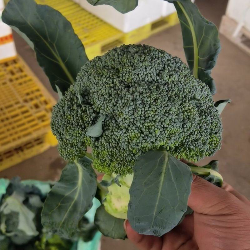 西兰花各种规格，需要的老板请联系