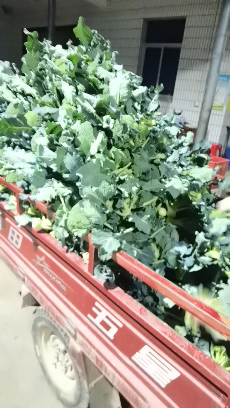 西兰花各种规格，需要的老板请联系