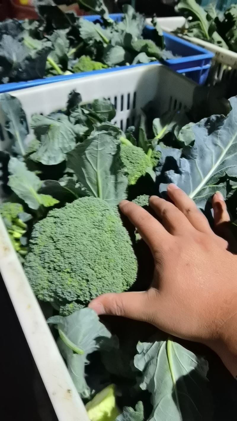 西兰花各种规格，需要的老板请联系
