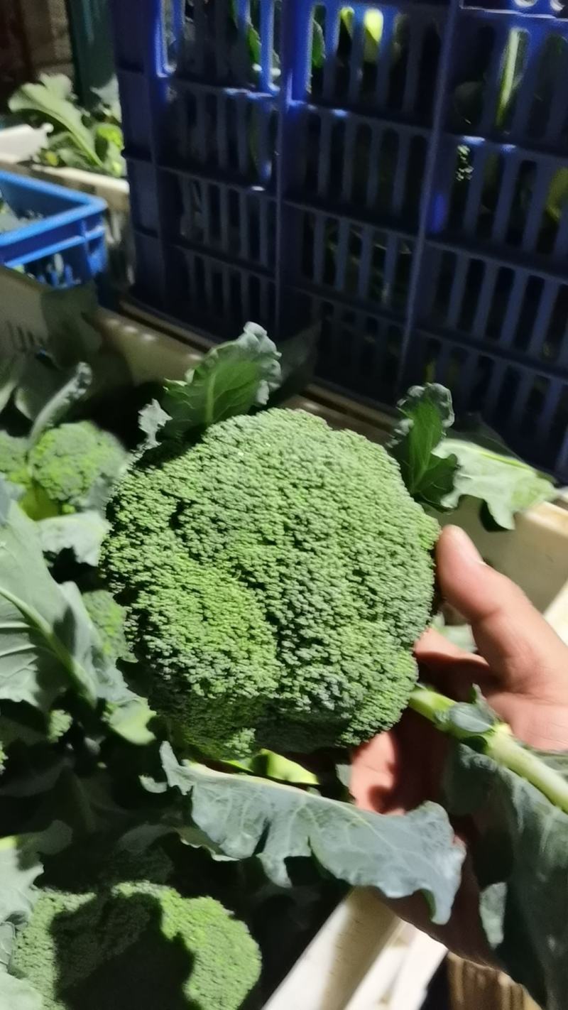 西兰花各种规格，需要的老板请联系