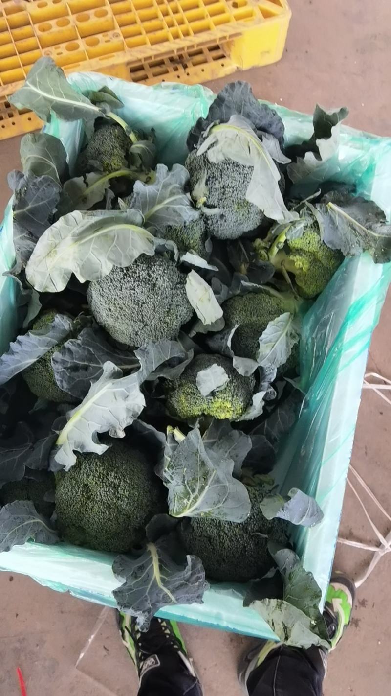西兰花各种规格，需要的老板请联系
