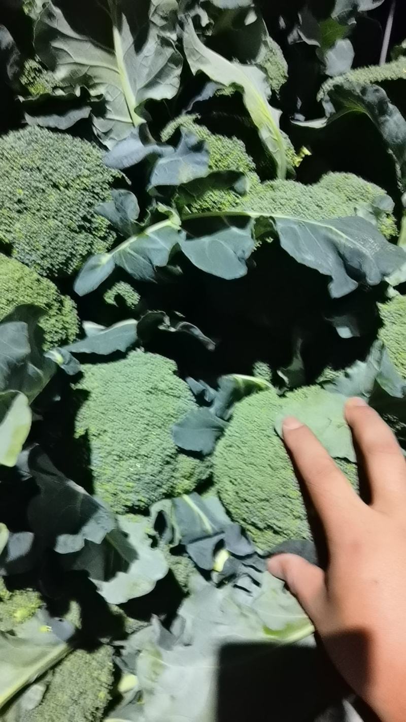 西兰花各种规格，需要的老板请联系