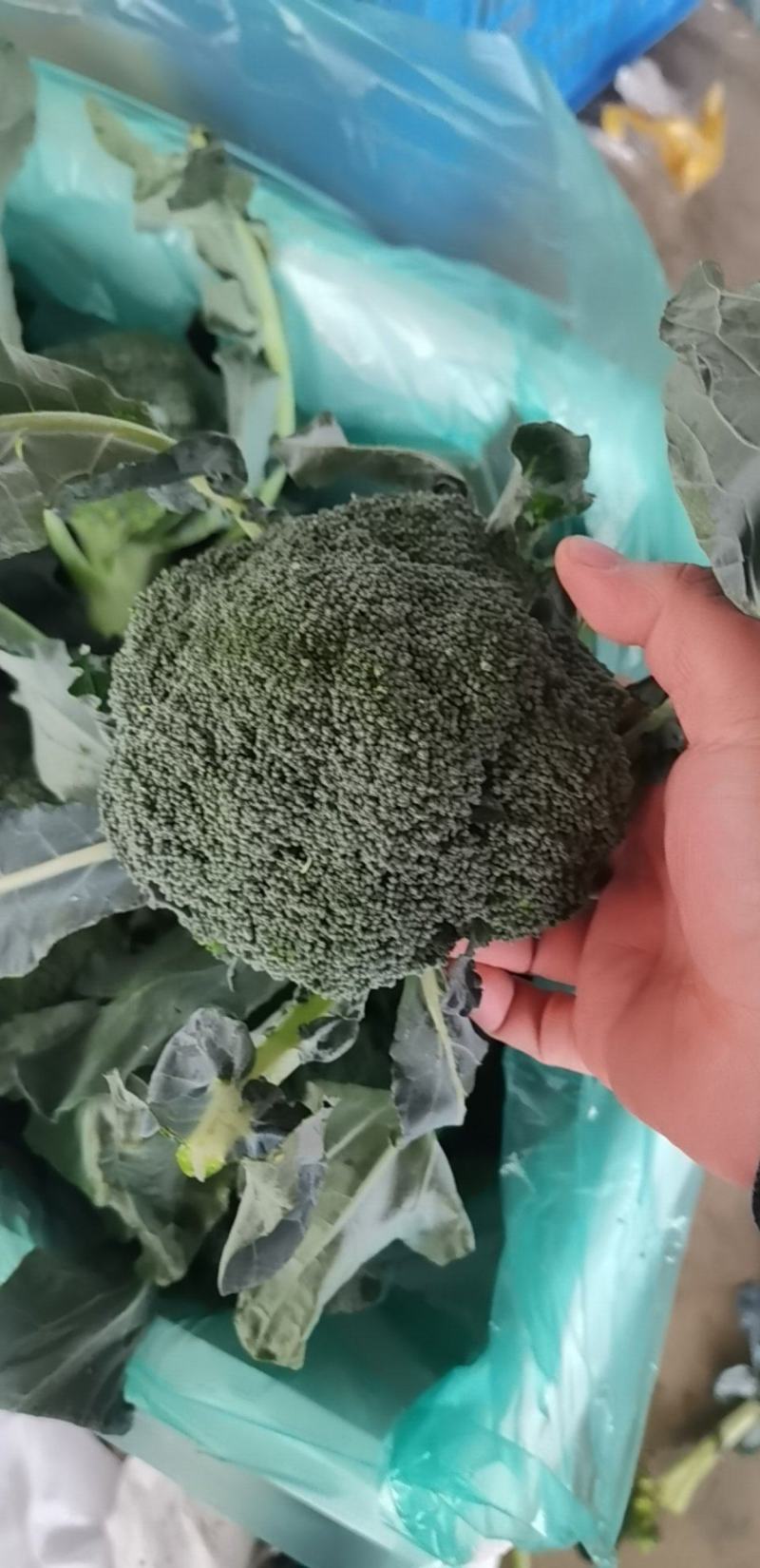 西兰花各种规格，需要的老板请联系